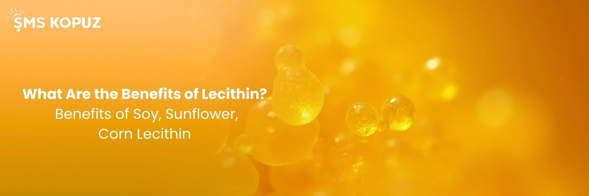 What Are the Benefits of Lecithin? Benefits of Soy, Sunflower, and Corn Lecithin